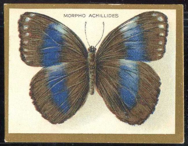 Morpho Achillides